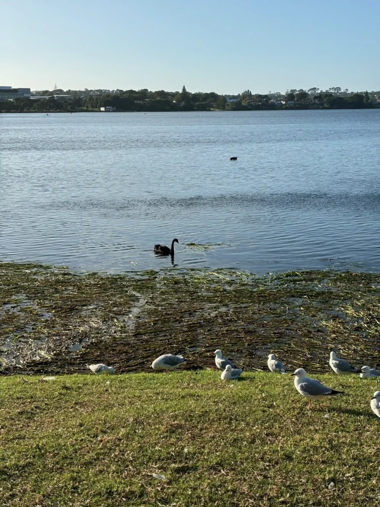 black swan at lake pupuke