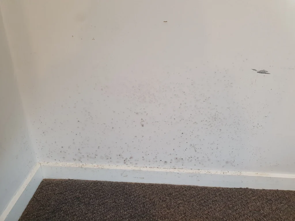 day one mold on the wall